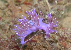 Flabellina affinis - only internal flash. Faro, south Por... by David Abecasis 